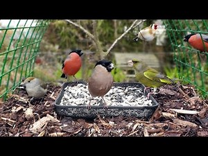 Bullfinch, Greenfinch, Blackcap, Goldfinch, Dunnock, Blue Tit at The Garden Bird Table