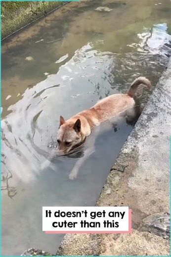 Dog Blows Bubbles Underwater This smart pooch is a big fan of bubbles! #viral #fyp #trending #dog | Animals Pets