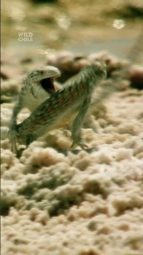 On Chile’s salt flats, winner takes all 🦎 #WildChile