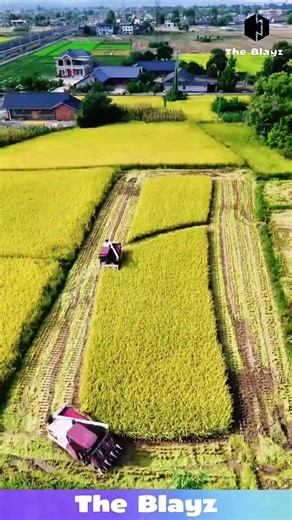 Harvesting 100 Acres of Rice in ONE Day! Massive Machine Farming You Won’t Believe 🚜🌾