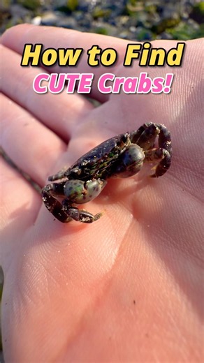 How to Find Cute Crabs EASY! 🥰 #animals #nature #shorts