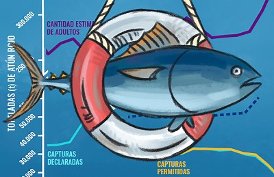 ATLANTIC BLUEFIN TUNA: THE PATH TO AN AMAZING RECOVERY