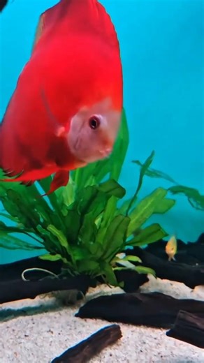 3 Ikan Discus Paling Populer di Indonesia #ikanhias #shorts #aquatic