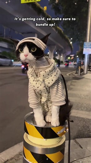 Stylish Pet Clothes for Fashionable Pets