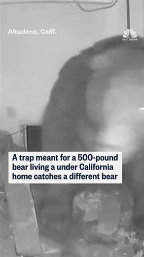 NBC News on Instagram: "A trap meant to capture a 500-pound bear that’s been living under a California home has caught the wrong bear. The original bear moved into a home’s crawlspace in Altadena, California, and despite numerous attempts by the homeowners to keep him out, the animal is staying put. Now, fish and wildlife officials set up a trap to capture it, but caught another bear instead, which has since been released into a nearby habitat. The homeowner is still working to evict the origina