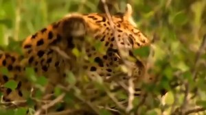 304K views · 4.3K reactions | Exploring Wild Nature on Reels | Facebook