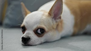 Beautiful chihuahua lying on the sofa