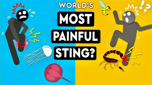 Most painful stings a human can survive revealed