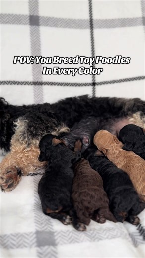 Choosing Your Favorite Toy Poodle Color