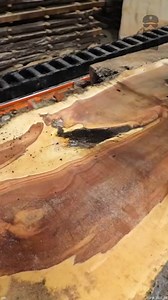 Unveiling the Secrets Hidden in This Apple Log | Out of the Woods Forestry