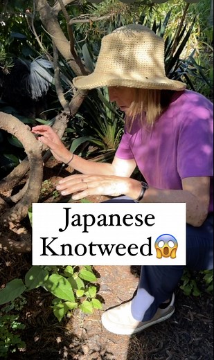 This plant literally makes me feel sick to think of the severe impact to private and public land and ecosystems. It is nearly impossible to control and even with toxic chemicals like glyphosate, constant monitoring may be required. There are countless Facebook and other groups trying to understand this and working to eradicate this destructive, invasive weed. In know there are many other invasives, such as kudzu, that people deal with in other parts of the country and world. I have come across t