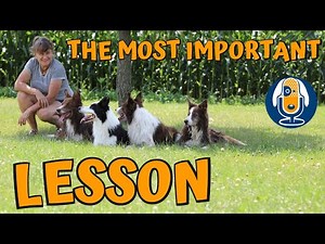 Dog Training: The Most Important Lesson I Can Share #100