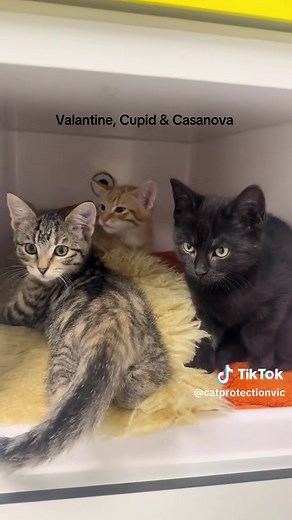 Adopt Cats & Kittens | Find Your Feline Friend Today!