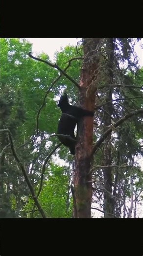 Hunter Faces a Bear with a Bow 🏹🐻 | Real Survival Encounter!