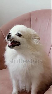 free free free Pomeranian puppies subscribe and comment for adoption today