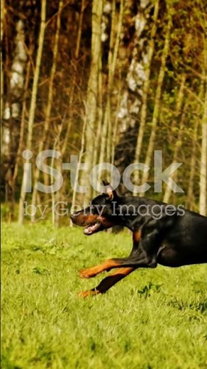 Training Your Doberman: The ULTIMATE Guide