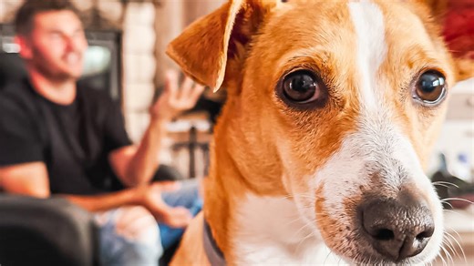 This Confused Dog Thinks She's the Boss!