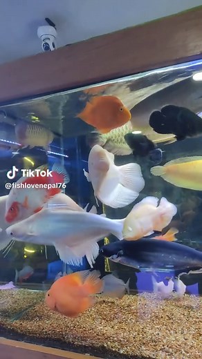 #fishlovenepal #freshwaterfish #monsterfish #goviral #dovisityouareinvited