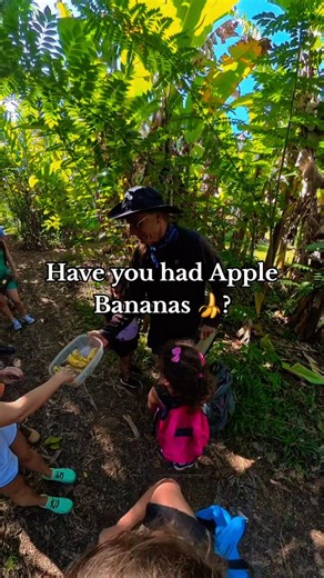 Hike Maui | Guided Tours on Instagram: "Ever tried an apple banana? 🍌 Short answer: yes, they really taste a little like apples—sweet, tangy, and way better than the grocery-store kind. Bananas themselves aren’t native to Hawai‘i. Polynesian voyagers brought the first varieties (the mai‘a) by canoe, and today there are more than 1,000 cultivars worldwide. From creamy apple bananas (Musa acuminata) to the starchy cooking types, the diversity is wild once you know what you’re looking at. ✨️ And y
