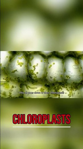 Photosynthesis & Cellular Respiration: The Plant's Energy