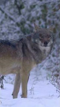 Searching for Wolves in the Forest | Protect the Wildlife❄️