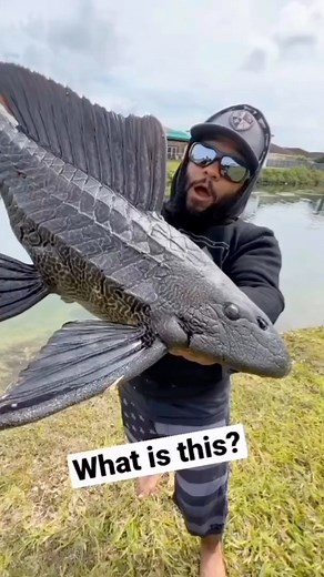 242K views · 2.5K reactions | Extremely common on… planet earth. | MitchCK | Facebook