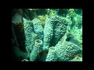 diving morela ambon island