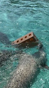 À voir : nos entraîneurs ont toutes sortes d’astuces pour stimuler physiquement et mentalement nos phoques. 🦭 | Aquarium du Québec