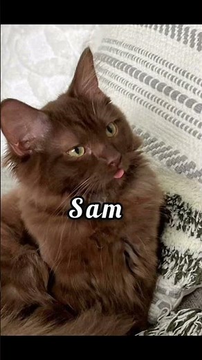 ideias de nomes para gatos, versão: macho