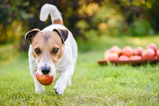 Can Dogs Eat Apples? Here's What the Veterinarians Say