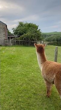 Alpaca castration