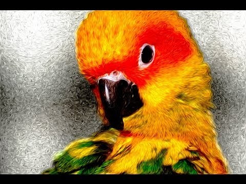 MY TALKING SUN CONURE SAYING STOP IT
