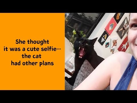 50 Cats With “Don’t Mess With Me” Energy That Are Too Funny To Handle