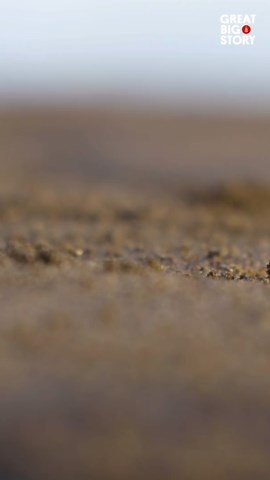 The Ingenious Fake Turtle Eggs Tackling Poaching