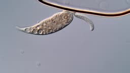 Mouvement du dileptus cilié et de l’euglène en vue microscope, 400x