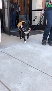 2.4K views · 133 reactions |  Our puppies and staff are celebrating the day!! Come visit these sweeties at 875 Oklahoma in San Luis Obispo!  | Woods Humane Society | Facebook