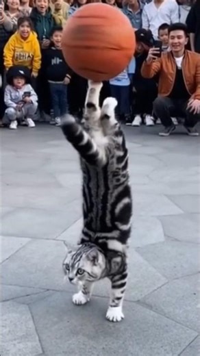 Crazy Cat Football Skills 😹⚽ Messi & Ronaldo SHOCKED! #Shorts #FunnyCat #Football
