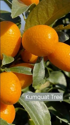 My Backyard Kumquat Tree: Blooming and Fruiting!
