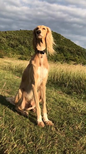 Perzsa agár Top Model | Cyla Supermodel | Saluki Sighthound Dog