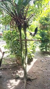 the morning with brothers you will really be cleaning without time if there is music like this😅🥰🥰🤭🤣 #maidlifeadventures #highlightseveryone #highlightsシ゚ #everyonehighlights #brotherlylaughs #workharddanceharder | Leahzvlog