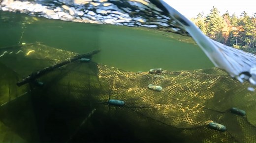 POV: You’re a fish in Maine’s inland waters during the fall trap netting season. 🐟 ↪️ There you are just cruising along the shallows on your way to spawn when you stumble across a net. It’s anchored at the shore and runs perpendicular into deeper water, so you figure, what the heck, I’ll just swim out there and go around. ⬅️ Unknowingly you’ve now begun swimming between the first net and a second “wing” net running at a 45-degree angle. Before you know it, you find yourself funneled to the tip