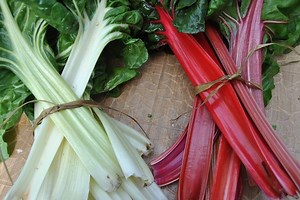 Cultivar Acelgas paso a paso: Siembra, cuidados y cosecha