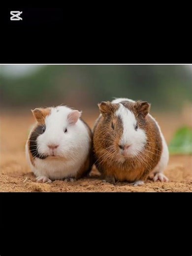 EN SEVDİĞİM HAYVAN MI?