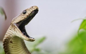 My Black Mamba Has Eggs!! TO GET YOUR OWN DINGO MERCH https://bit.ly/dingosmerch TO JOIN ME IN AFRICA on our volunteer program send an email to bookings@dingowild.com TO SUPPORT ME FINANCIALLY donate here https://www.paypal.com/paypalme/Dingo... TO JOIN OUR PATREON and get exclusive access to all of our content and merch click here https://www.patreon.com/Dingowild #DingoDinkelman #Dingo #DingosAnimalKingdom | Dingo