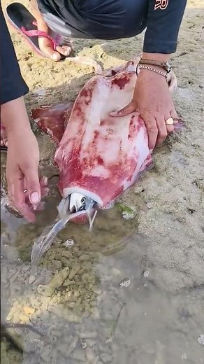 Unbelievable Catch: Pulling a Giant Fish Out of a Squid! 🦑🐟 | Primitive Coastal Discovery