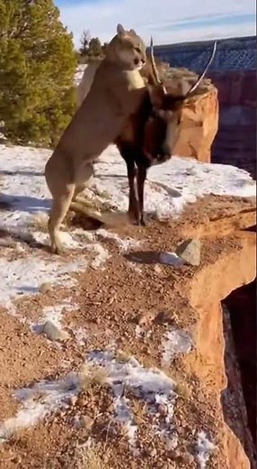 ⚠️ COUGAR Attacks Elk On Cliff Edge! 🤯 Watch What Happens Next! #CougarAttack #AnimalFight #Wi