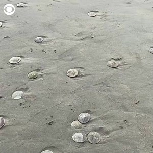 Thousands of sand dollars were discovered on a beach in Seaside, Oregon, on Sunday. A local aquarium said they don't know what is causing the sand dollars to emerge. | CBS News