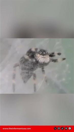 Jumping Spider Goes Viral for Looking Like a Wise Old Man 🕷👴