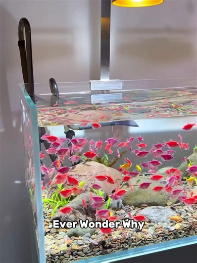 Time-Saving Tips for Efficient Aquarium Cleaning