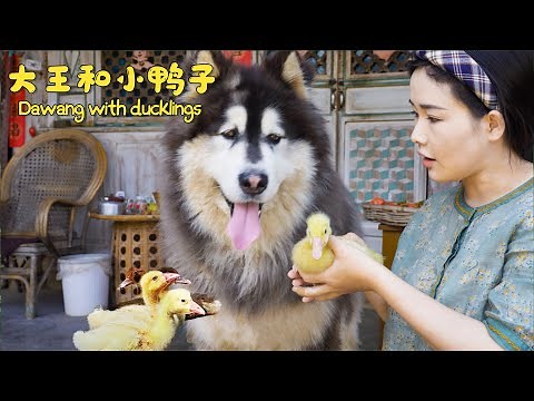 Dawang and cute ducklings